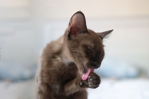 cat licking its paw