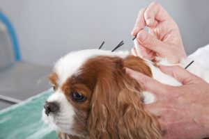 dog acupuncturist in north hollywood, ca
