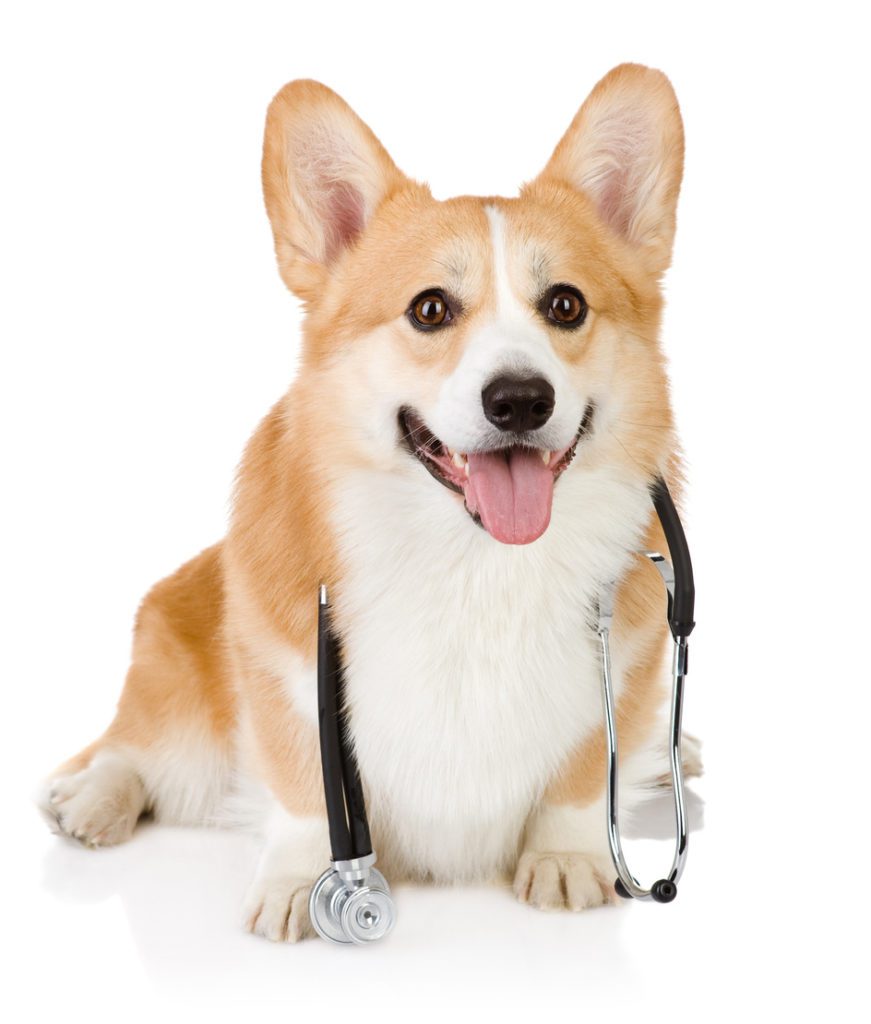 Veterinary Job Opportunities in Oxford, MS Bottletree Animal Hospital