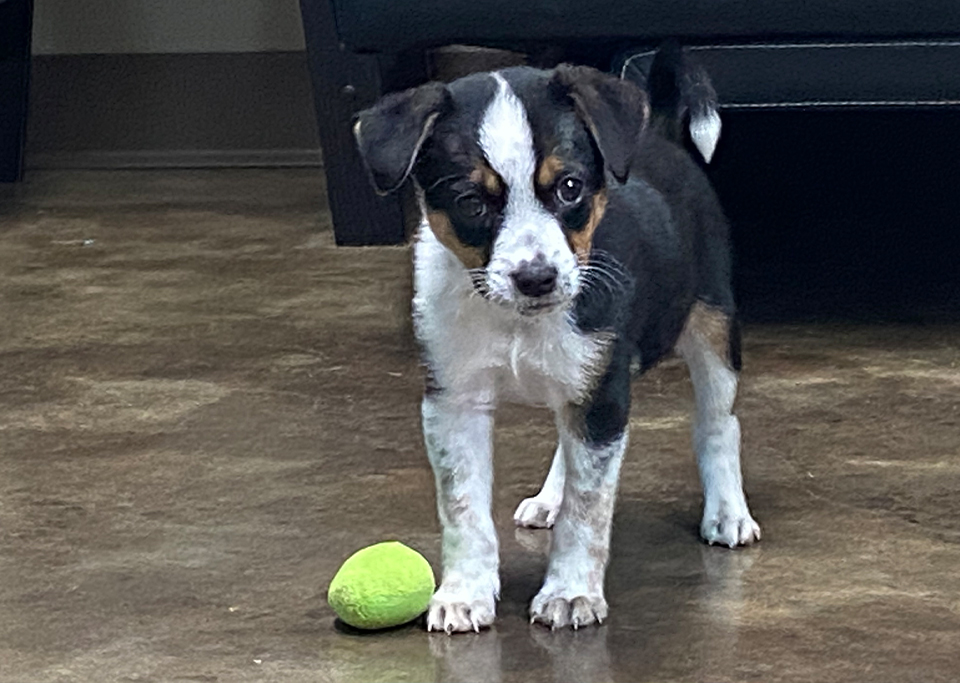Black And White Puppy With Ball