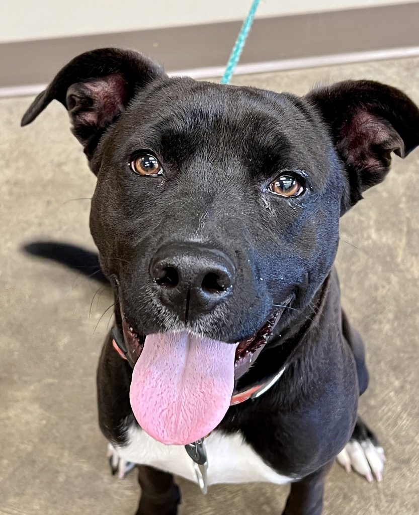 Veterinarian near Olive Branch, MS Bottletree Animal Hospital