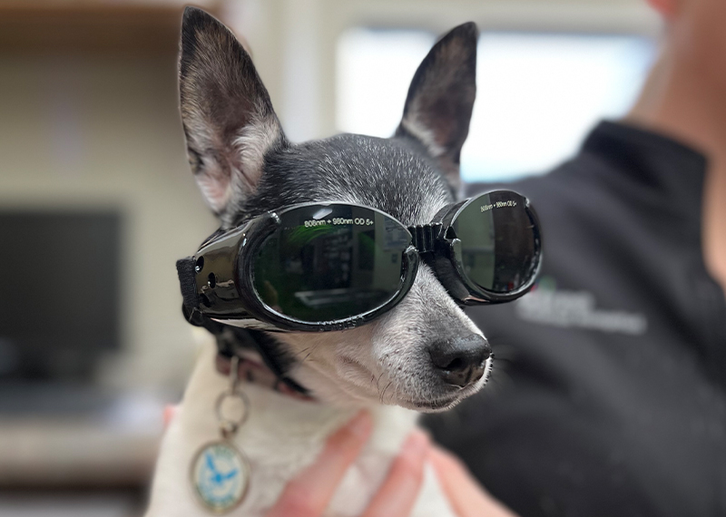 Small Dog With Goggles