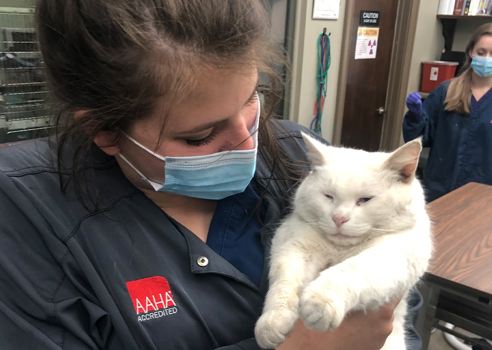 Staff Holding White Cat