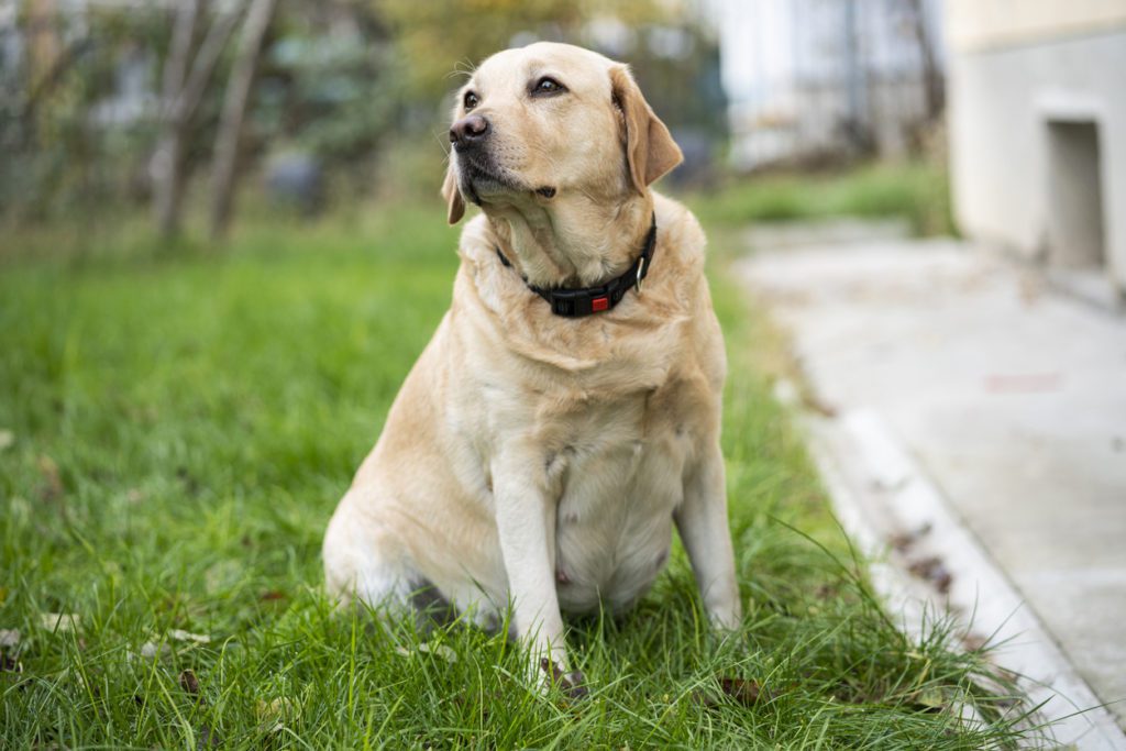 Pregnant Dog Outdoor