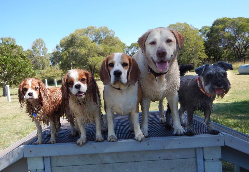 Five Cute Dogs Lined Up In A Row
