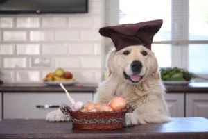 Golden Retriever With Willow Basket With Onions And Garlics.