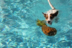 Dog Swimming In An Outdoor Pool About To Bite Into A Floating Pineapple