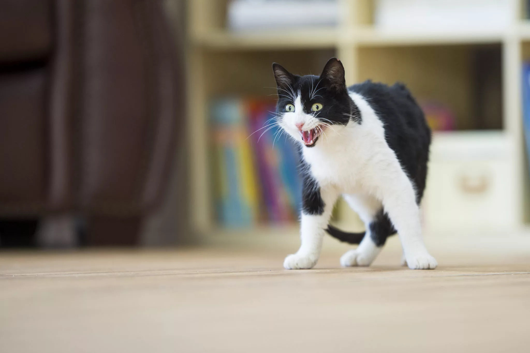 Why Do Cats Hiss?