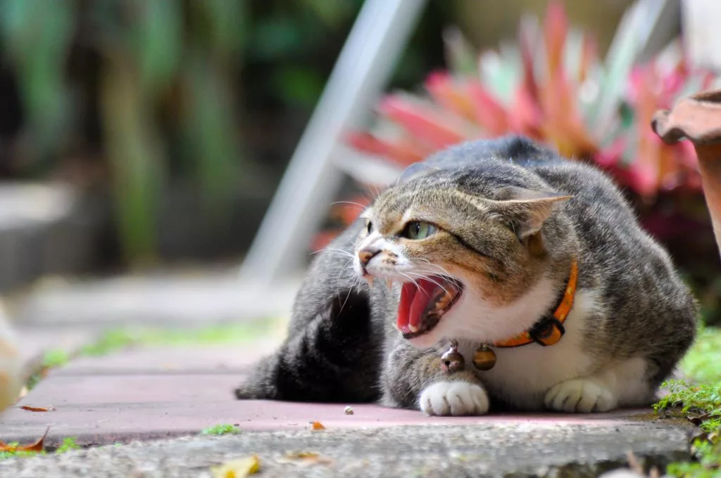 5 Reasons Why Cats Hiss & How To Stop The Behavior