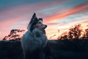 Can My Dog See at Night in Oxford, MS?