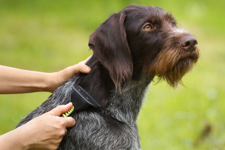 6 Tips to Grooming a Dog in Oxford, MS