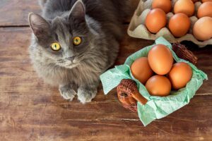 cat eat eggs in oxford ms