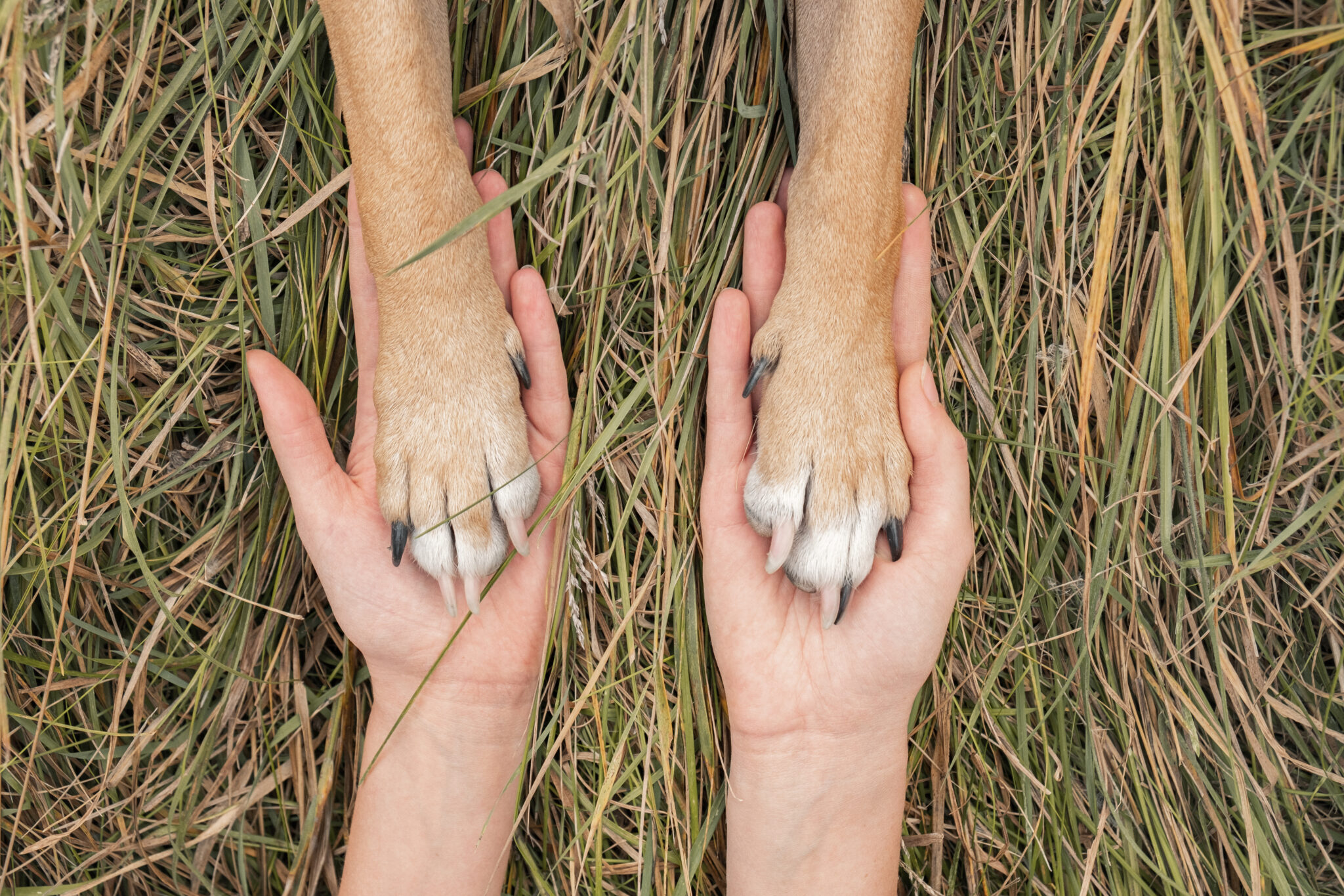 Why Do My Dog’s Feet Smell Like Fritos? Bottletree Animal Hospital