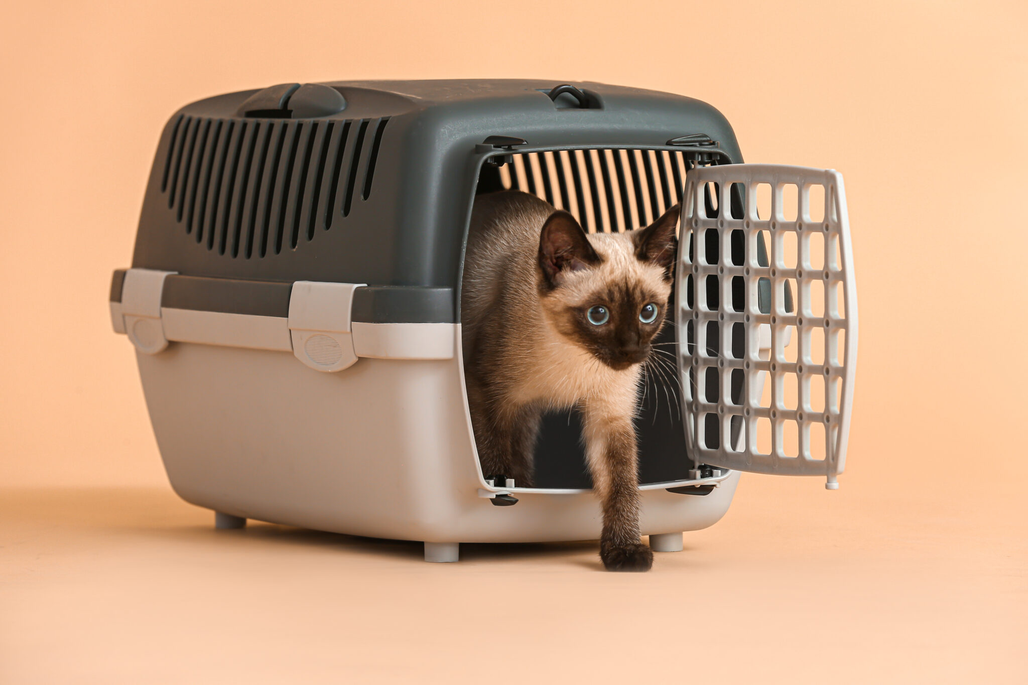 Tips for Kennel Training a Cat Bottletree Animal Hospital