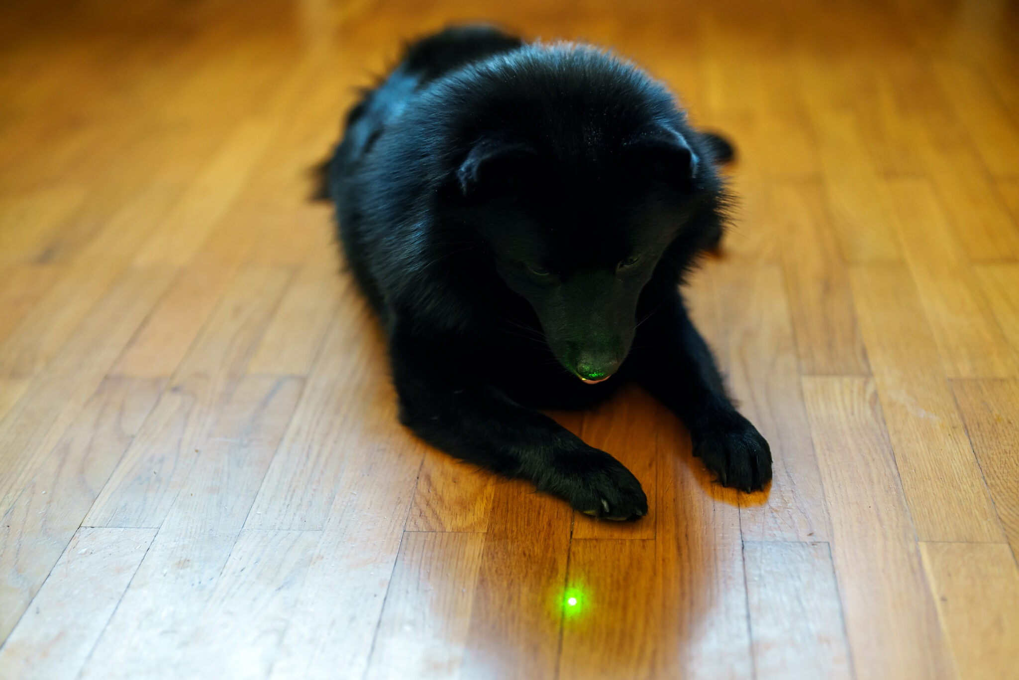 Dog chasing laser store pointer