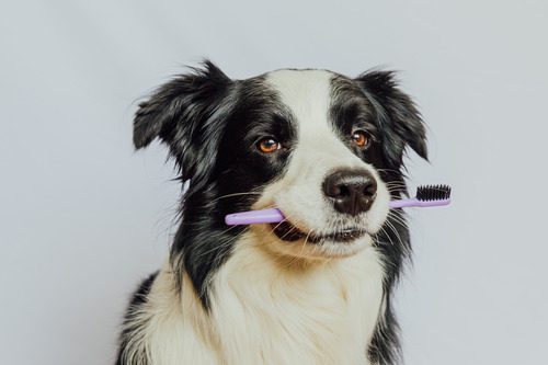 dog-holding-toothbrush-in-mouth