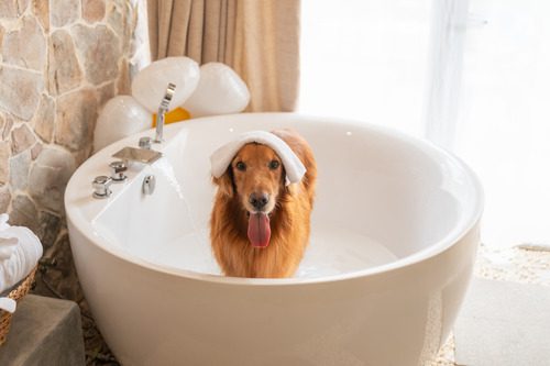 Dog-standing-in-bathtub-with-towel-on-its-head