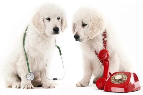puppy-on-left-with-stethoscope-over-shoulders-and-puppy-on-right-with-rotary-phone-cord-over-shoulders