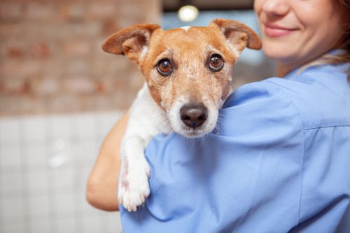 vet-tech-holding-dog-at-clinic