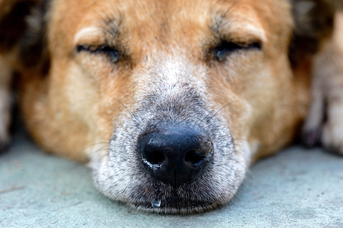 close-up-of-sleeping-dog-with-runny-nose-laying-on-the-ground