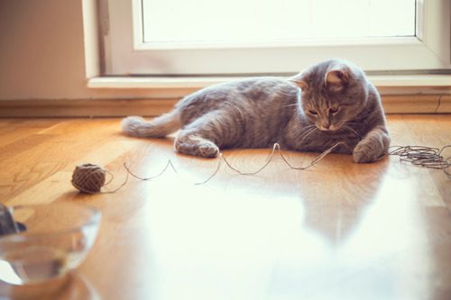 cat-laying-on-the-floor-playing-with-twine