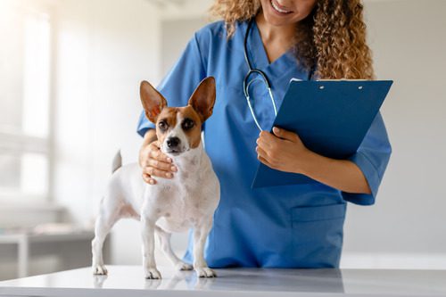 female-vet-holding-clipboard-during-small-dog's-exam