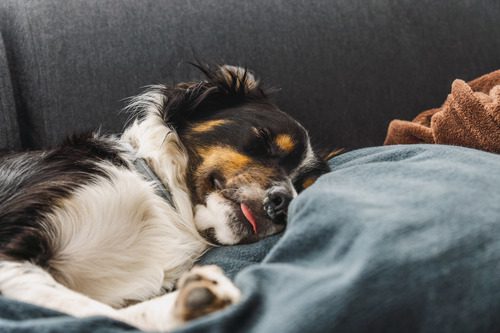 sick-border-collie-sleeping-on-the-couch-with-runny-nose