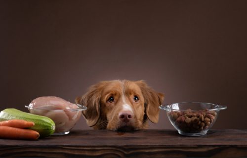 Nova Scotia Duck Tolling Retriever resting its head on a table between a bowl of raw meat and a bowl of dry kibble