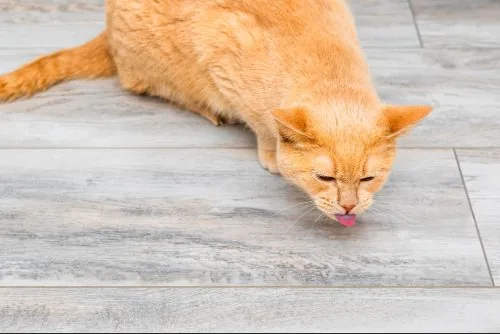 orange cat sitting on the floor while coughing