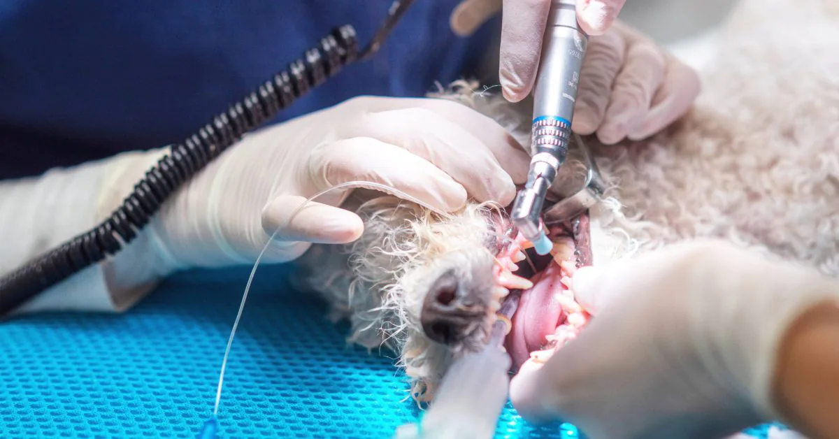 vets performing oral surgery in dogs at clinic