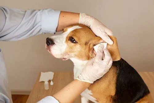 vet-cleaning-beagle-dog's-ears