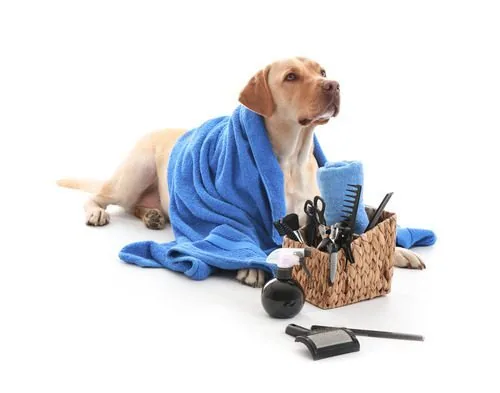 yellow-lab-dog-wearing-a-towel-while-laying-in-front-of-grooming-supplies