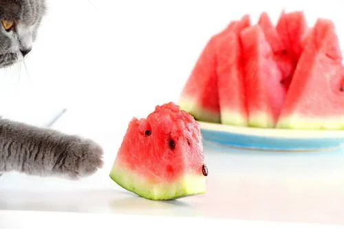 gray-cat-pawing-at-a-small-piece-of-watermelon
