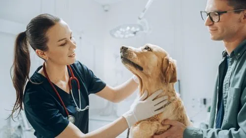 female-vet-examining-golden-retriever-dog-while-male-owner-watches