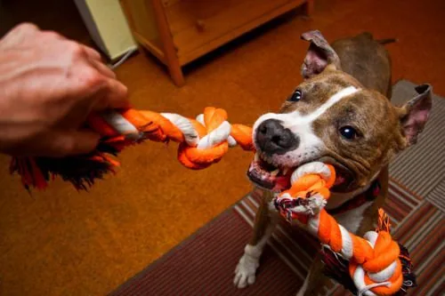 owner-playing-tug-of-war-with-dog's-pull-rope