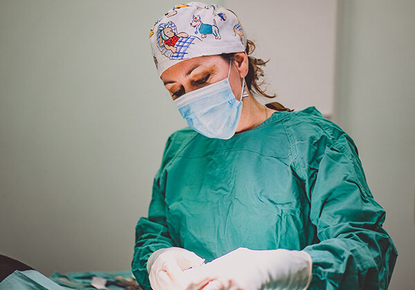 Dog Surgery Doctor Operating