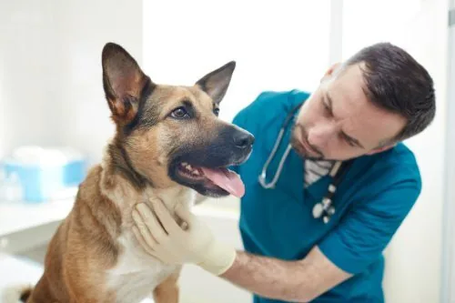 male vet examining dog's tongue at vet clinic