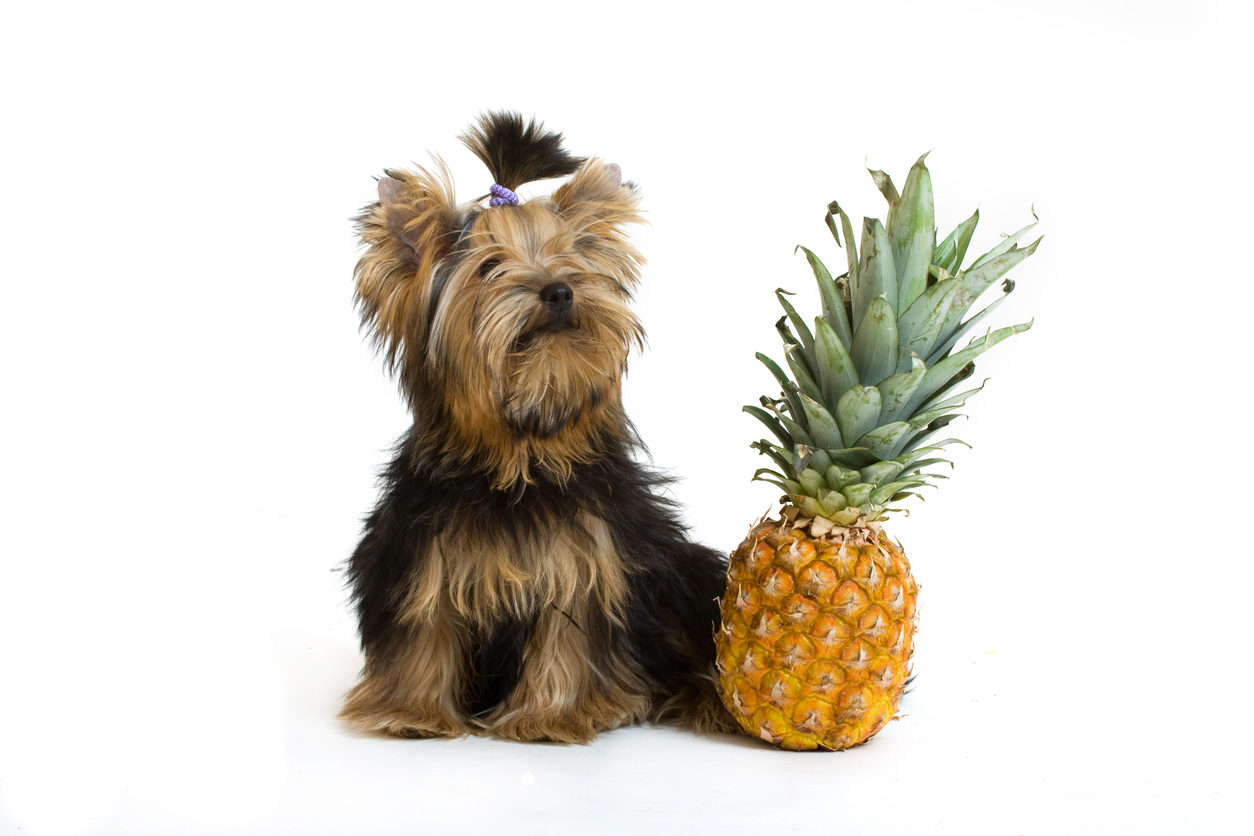 Dog eating pineapple