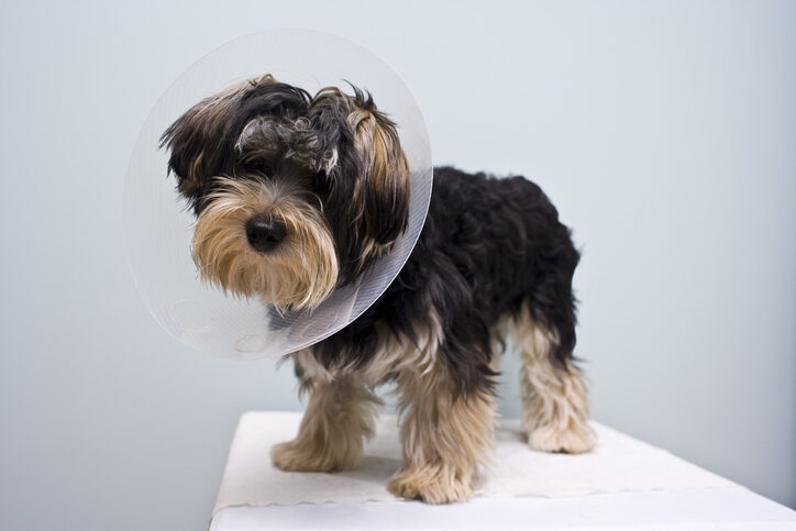 Benefits of Dog Neutering in Oxford, MS