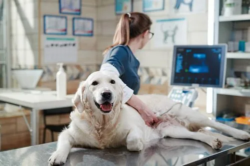 dog-receiving-ultrasound-from-tech-at-vet-clinic