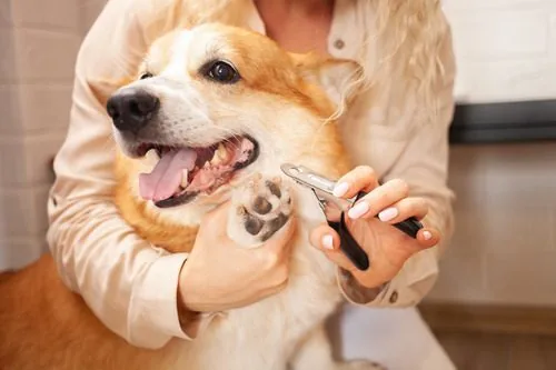 woman-trimming-corgi-dog's-nails