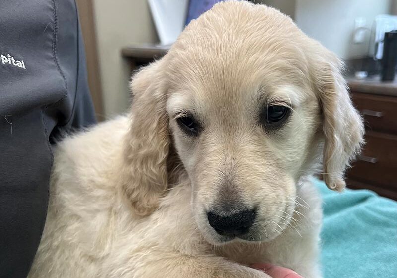 Staff Member Holding Small Golden Retriever