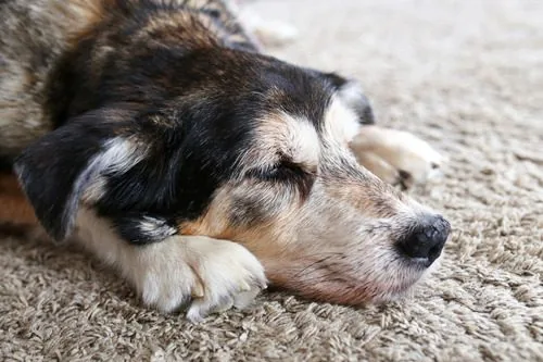 senior-dog-sleeping-on-the-floor-indoors