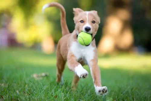 red-and-white-mixed-breed-puppy-running-through-grass-with-a-tennis-ball-in-its-mouth