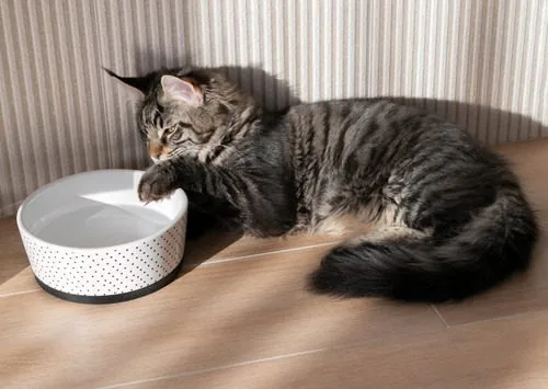 maine-coon-cat-dipping-paw-into-water-bowl